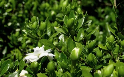 Double Mint Gardenia - 3 Gallon Pot -Chaste Tree World Gardenia Double Mint 7 1