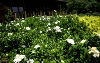 Double Mint Gardenia - 2 Gallon Pot -Chaste Tree World Gardenia Double Mint 8 3