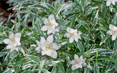 Variegated Creeping Dwarf Gardenia - 6 Pack Of 1 Gallon Pots -Chaste Tree World Gardenia Dwarf Radicans Variegated 3 1