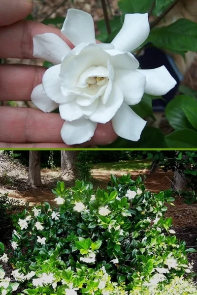 Fall In Love Cold Hardy Gardenia - 1 Gallon Pot 10 Fall In Love Cold Hardy Gardenia - 1 Gallon Pot -Chaste Tree World Gardenia Fall In Love BS
