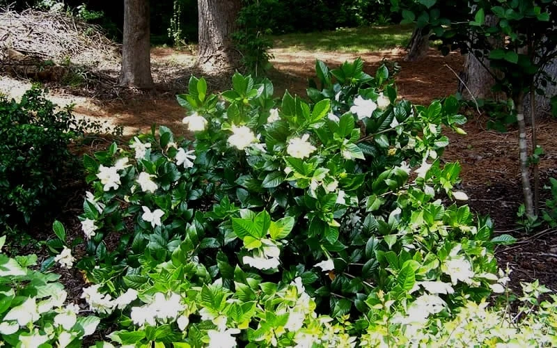 Fall In Love Cold Hardy Gardenia - 1 Gallon Pot 6 Fall In Love Cold Hardy Gardenia - 1 Gallon Pot - Image 6