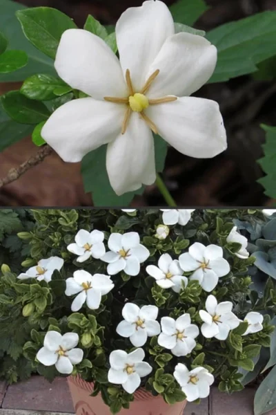 Hardy Fragrant Daisy Gardenia Bush - 1 Gallon Pot 12 Hardy Fragrant Daisy Gardenia Bush - 1 Gallon Pot -Chaste Tree World Gardenia Hardy Daisy 500x750 1