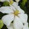 Heaven Scent Gardenia - 6 Pack Of 1 Gallon Pots