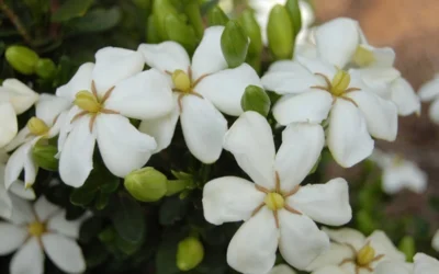 Heaven Scent Gardenia - 2 Gallon Pot 8 Heaven Scent Gardenia - 2 Gallon Pot -Chaste Tree World Gardenia Heaven Scent 16 2