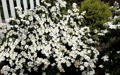 Heaven Scent Gardenia - 6 Pack Of 1 Gallon Pots 9 Heaven Scent Gardenia - 6 Pack Of 1 Gallon Pots -Chaste Tree World Gardenia Heaven Scent 17
