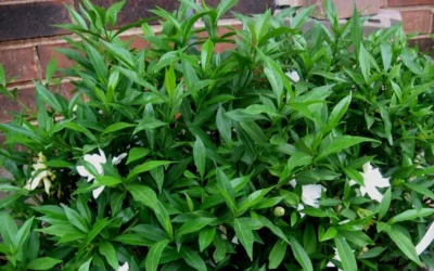 Radicans Creeping Dwarf Gardenia - 1 Gallon Pot -Chaste Tree World Gardenia Radicans 53 1