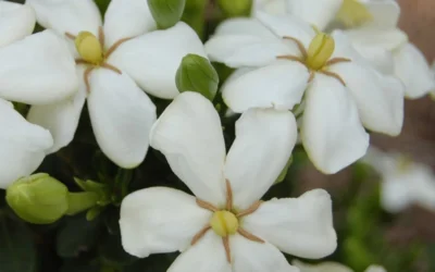 ScentAmazing Gardenia - 2 Gallon Pot -Chaste Tree World Gardenia Scentamazing 20 1