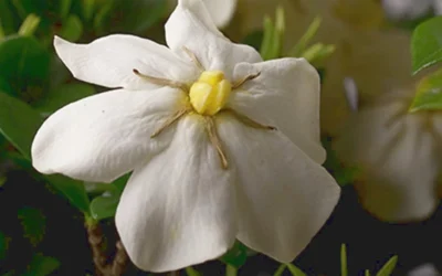 ScentAmazing Gardenia - 1 Gallon Pot 11 ScentAmazing Gardenia - 1 Gallon Pot -Chaste Tree World Gardenia Scentamazing Closeup