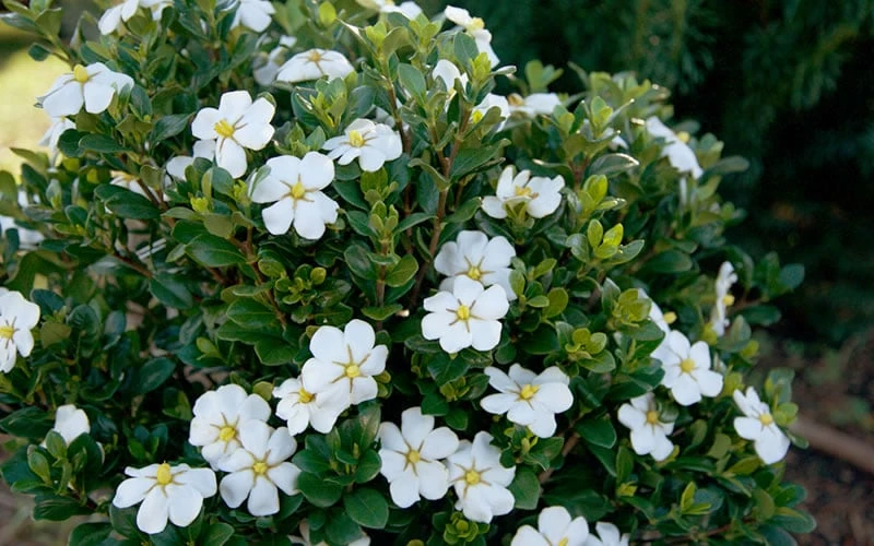 ScentAmazing Gardenia - 1 Gallon Pot 5 ScentAmazing Gardenia - 1 Gallon Pot - Image 5