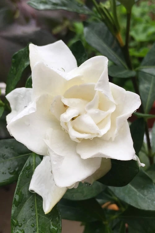 Sweet Tea Gardenia - 3 Gallon Pot 1 Sweet Tea Gardenia - 3 Gallon Pot