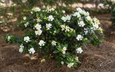Sweet Tea Gardenia - 3 Gallon Pot 8 Sweet Tea Gardenia - 3 Gallon Pot -Chaste Tree World Gardenia Sweet Tea 5