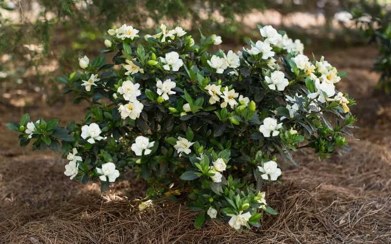 Sweet Tea Gardenia - 3 Gallon Pot 4 Sweet Tea Gardenia - 3 Gallon Pot - Image 4