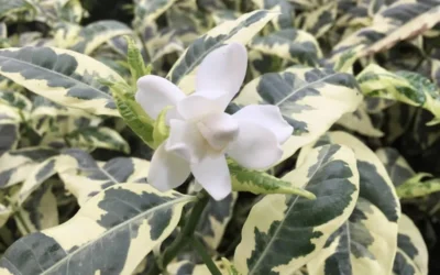 Variegated August Beauty Gardenia - 3 Gallon Pot 8 Variegated August Beauty Gardenia - 3 Gallon Pot -Chaste Tree World Gardenia Variegated 1 1