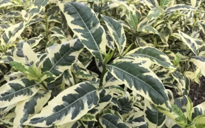 Variegated August Beauty Gardenia - 1 Gallon Pot 9 Variegated August Beauty Gardenia - 1 Gallon Pot -Chaste Tree World Gardenia Variegated 2 2