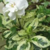 Variegated August Beauty Gardenia - 3 Gallon Pot
