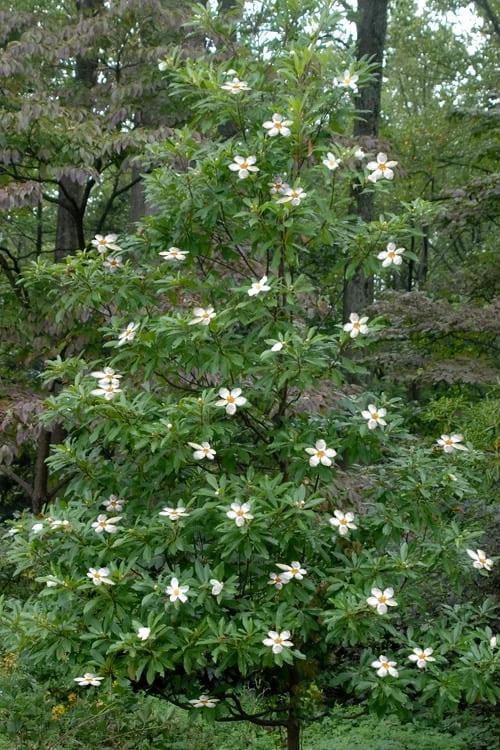 Sweet Tea Mountain Gordlinia - 3 Gallon Pot 4 Sweet Tea Mountain Gordlinia - 3 Gallon Pot - Image 4