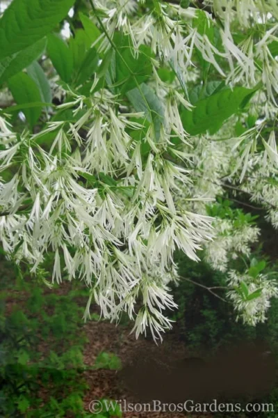 Grancy Graybeard - White Fringe Tree - 1 Gallon Pot 15 Grancy Graybeard - White Fringe Tree - 1 Gallon Pot -Chaste Tree World Grancy Graybeard Tree 30
