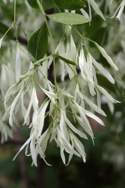 Grancy Graybeard - White Fringe Tree - 7 Gallon Pot (2-3') -Chaste Tree World Grancy Graybeard Tree 32 3
