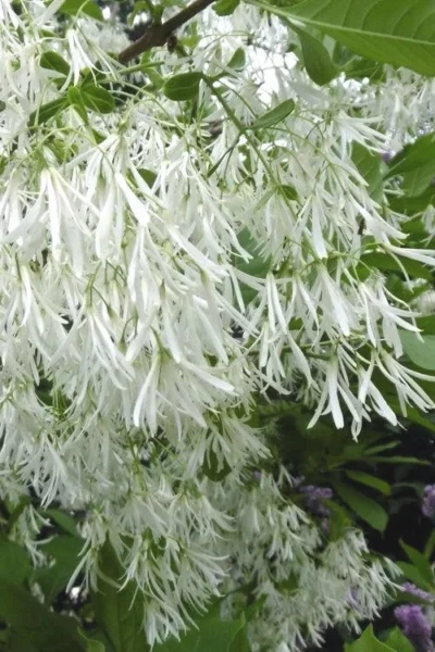 Grancy Graybeard - White Fringe Tree - 1 Gallon Pot