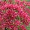 Temple Of Bloom Seven-son Flower (Heptacodium Miconioides) - 5 Gallon Pot