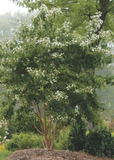 Temple Of Bloom Seven-son Flower (Heptacodium Miconioides) - 1 Gallon Pot -Chaste Tree World Heptacodium Temple Of Bloom 3 1