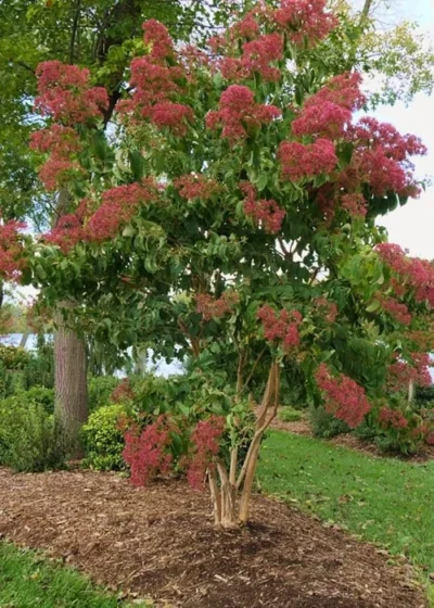 Temple Of Bloom Seven-son Flower (Heptacodium Miconioides) - 5 Gallon Pot -Chaste Tree World Heptacodium Temple Of Bloom 8