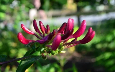 Peaches & Cream Fragrant Honeysuckle - Lonicera Periclymenum - 5 Gallon Pot -Chaste Tree World Honeysuckle Peaches And Cream 10