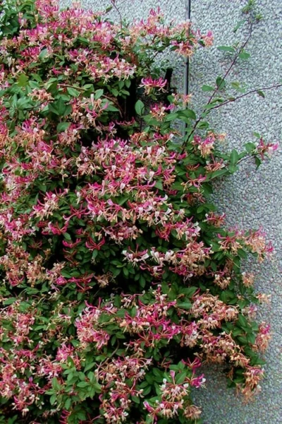 Peaches & Cream Fragrant Honeysuckle - Lonicera Periclymenum - 5 Gallon Pot -Chaste Tree World Honeysuckle Peaches And Cream 12