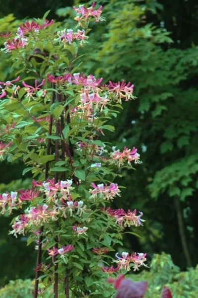 Peaches & Cream Fragrant Honeysuckle - Lonicera Periclymenum - 5 Gallon Pot -Chaste Tree World Honeysuckle Peaches And Cream 13