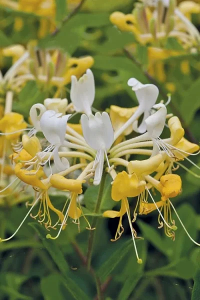 Scentsation Fragrant Yellow Honeysuckle - Lonicera Periclymenum - 1 Gallon Pot 11 Scentsation Fragrant Yellow Honeysuckle - Lonicera Periclymenum - 1 Gallon Pot -Chaste Tree World Honeysuckle Scentsation 1 1