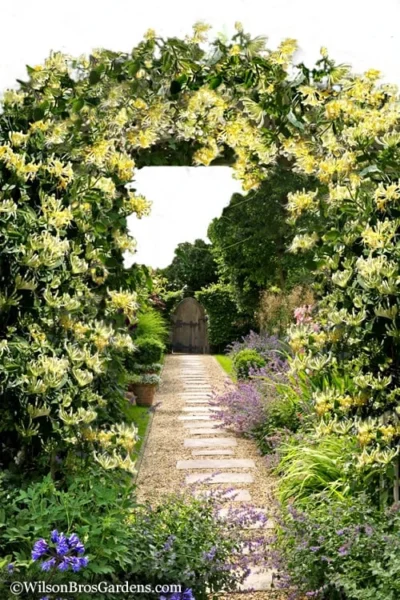 Scentsation Fragrant Yellow Honeysuckle - Lonicera Periclymenum - 3 Gallon Pot 12 Scentsation Fragrant Yellow Honeysuckle - Lonicera Periclymenum - 3 Gallon Pot -Chaste Tree World Honeysuckle Scentsation 10