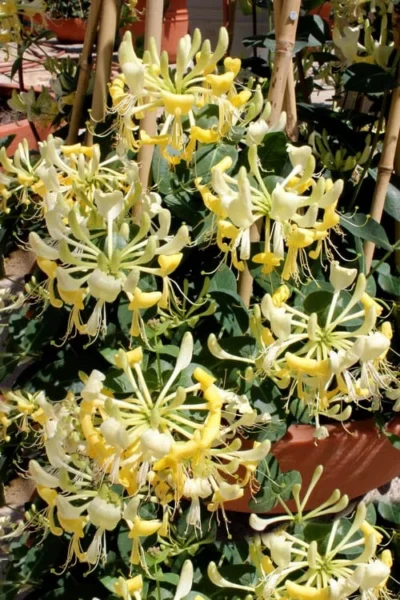 Scentsation Fragrant Yellow Honeysuckle - Lonicera Periclymenum - 1 Gallon Pot 15 Scentsation Fragrant Yellow Honeysuckle - Lonicera Periclymenum - 1 Gallon Pot -Chaste Tree World Honeysuckle Scentsation 2 1