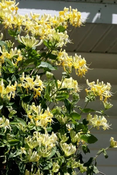 Scentsation Fragrant Yellow Honeysuckle - Lonicera Periclymenum - 1 Gallon Pot 14 Scentsation Fragrant Yellow Honeysuckle - Lonicera Periclymenum - 1 Gallon Pot -Chaste Tree World Honeysuckle Scentsation 3 1