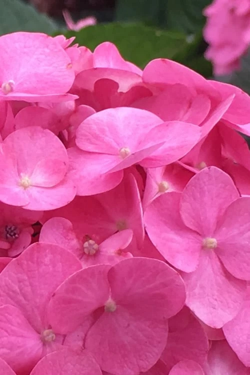 After Midnight Hydrangea - 3 Gallon Pot 7 After Midnight Hydrangea - 3 Gallon Pot - Image 7