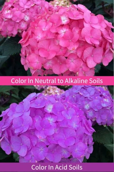 After Midnight Hydrangea - 3 Gallon Pot 10 After Midnight Hydrangea - 3 Gallon Pot -Chaste Tree World Hydrangea After Midnight 6