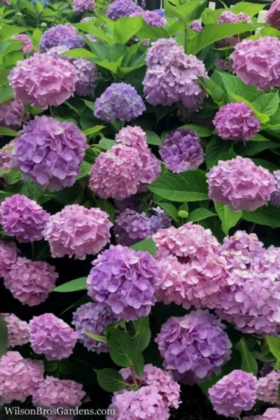 All Summer Beauty Hydrangea - 3 Gallon Pot -Chaste Tree World Hydrangea All Summer Beauty 1