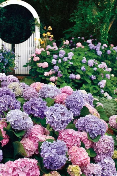 All Summer Beauty Hydrangea - 3 Gallon Pot -Chaste Tree World Hydrangea All Summer Beauty 2