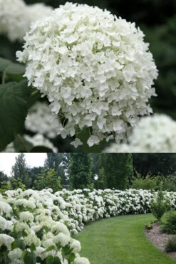Annabelle Hydrangea - 1 Gallon Pot -Chaste Tree World Hydrangea Annabelle 1 500x750 1