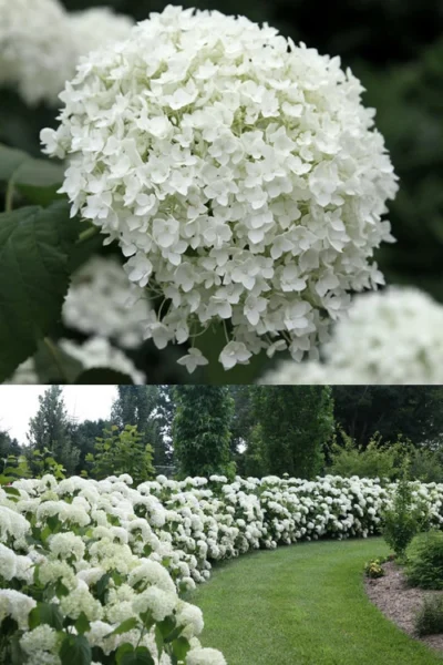 Annabelle Hydrangea - 1 Gallon Pot -Chaste Tree World Hydrangea Annabelle 1 500x750 1