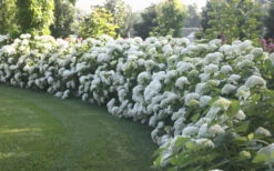 Annabelle Hydrangea - 1 Gallon Pot -Chaste Tree World Hydrangea Annabelle Hedge 1
