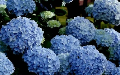 Big Daddy Hydrangea - 3 Gallon Pot 9 Big Daddy Hydrangea - 3 Gallon Pot -Chaste Tree World Hydrangea Big Daddy 3