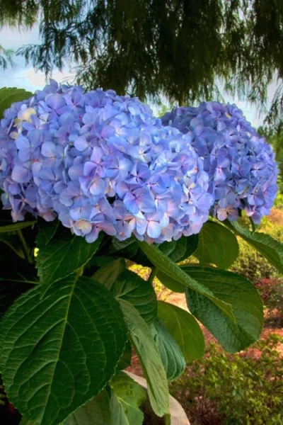 Big Daddy Hydrangea - 7 Gallon Pot 8 Big Daddy Hydrangea - 7 Gallon Pot -Chaste Tree World Hydrangea Big Daddy 500x750 2