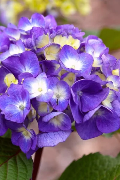 Bloomstruck Endless Summer Hydrangea - 3 Gallon Pot