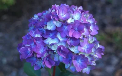 Bloomstruck Endless Summer Hydrangea - 1 Gallon Pot -Chaste Tree World Hydrangea Bloomstruck Bloom 2