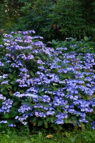 Blue Wave Lacecap Hydrangea - 3 Gallon Pot -Chaste Tree World Hydrangea Blue Wave 1