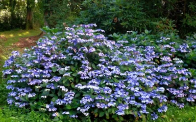 Blue Wave Lacecap Hydrangea - 3 Gallon Pot -Chaste Tree World Hydrangea Blue Wave 2
