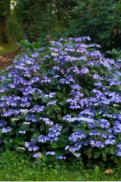 Blue Wave Lacecap Hydrangea - 3 Gallon Pot -Chaste Tree World Hydrangea Blue Wave 3