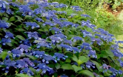Bluebird Hydrangea - 3 Gallon Pot 7 Bluebird Hydrangea - 3 Gallon Pot -Chaste Tree World Hydrangea Bluebird 3