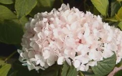 Blushing Bride Endless Summer Hydrangea - 2 Gallon Pot -Chaste Tree World Hydrangea Blushing Bride 2