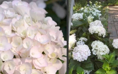 Blushing Bride Endless Summer Hydrangea - 2 Gallon Pot -Chaste Tree World Hydrangea Blushing Bride